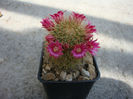 Mammillaria backebergiana ssp. backebergiana     F.G.Buchenau 1966