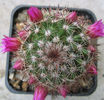 Mammillaria backebergiana ssp. backebergiana    F.G.Buchenau 1966