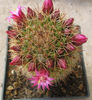 Mammillaria backebergiana ssp. backebergiana   F.G.Buchenau 1966