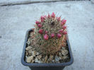 Mammillaria backebergiana ssp. ernestii     (Fittkau) D.R.Hunt 1997
