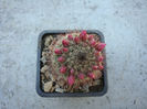 Mammillaria backebergiana ssp. ernestii    (Fittkau) D.R.Hunt 1997