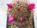 Mammillaria backebergiana ssp. ernestii   (Fittkau) D.R.Hunt 1997