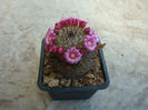 Mammillaria backebergiana ssp. ernestii  (Fittkau) D.R.Hunt 1997