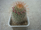Mammillaria barbata          Engelm. 1848