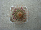 Mammillaria barbata        Engelm. 1848