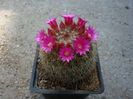 Mammillaria barbata     Engelm. 1848