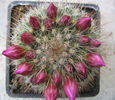 Mammillaria barbata  Engelm. 1848