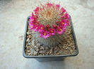 Mammillaria barbata Engelm. 1848