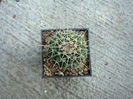 Mammillaria beiselii   Diers 1979
