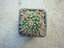 Mammillaria beiselii  Diers 1979