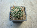 Mammillaria beiselii Diers 1979