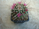 Mammillaria bicornuta  Tiegel 1935