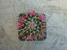 Mammillaria bicornuta Tiegel 1935