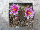 Mammillaria blossfeldiana      Boed.1931