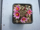 Mammillaria blossfeldiana Boed.1931