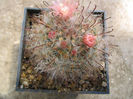 Mammillaria bocasana   Poselger 1853