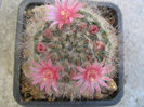 Mammillaria bocasana  Poselger 1853