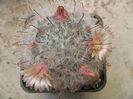Mammillaria bocasana cv. multilanata