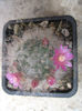 Mammillaria bocasana cv. roseiflora   .