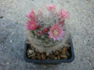 Mammillaria bocasana cv. roseiflora .