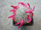 Mammillaria bocasana cv. roseiflora.