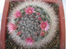Mammillaria bocasana Poselger