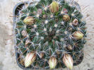Mammillaria bocasana subsp. eschauzieri  (J.M. Coult.) Fitz Maurice & B. Fitz Maurice1995