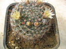 Mammillaria bocasana subsp. eschauzieri (J.M. Coult.) Fitz Maurice & B. Fitz Maurice1995