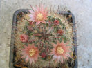 Mammillaria bocasana subsp. eschauzieri (J.M. Coult.) Fitz Maurice & B. Fitz Maurice 1995 .