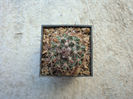 Mammillaria bocensis   Craig 1945