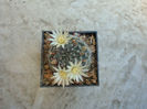 Mammillaria boedekeriana Quehl 1910
