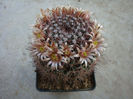 Mammillaria brandegeei subsp. lewisiana   (H.E. Gates) D.R. Hunt1998