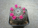 Mammillaria brauneana  Boed. 1933