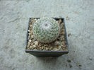 Mammillaria cadereytensis   R.T.Craig 1945