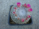 Mammillaria cadereytensis R.T.Craig 1945