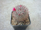 Mammillaria calacantha   Tiegel 1933