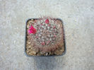 Mammillaria calacantha  Tiegel 1933