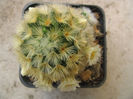 Mammillaria carmenae  Casteñeda & Nuñez 1953