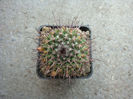 Mammillaria carnea var. subtetragona   (A.Dietr.) Backeb. 1961