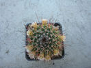 Mammillaria carnea var. subtetragona (A.Dietr.) Backeb. 1961