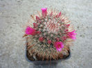 Mammillaria claviformis  Repp.1989