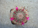Mammillaria claviformis Repp.1989