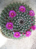 Mammillaria coahuilensis subsp. albiarmata (Boed.) D.R. Hunt 1998