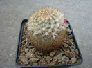 Mammillaria columbiana  Salm-Dyck 1850