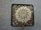 Mammillaria columbiana Salm-Dyck 1850