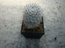 Mammillaria columnaris Mart.1832