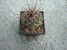 Mammillaria compacticaulis  Repp.1989