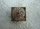 Mammillaria compacticaulis Repp.1989