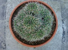 Mammillaria compressa subsp. centralifera  (Repp.) D.R. Hunt 1997