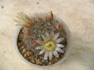 Mammillaria crinita   DC. 1832